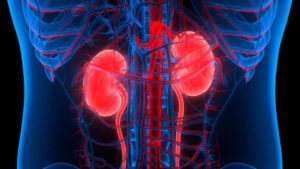 Kidney 